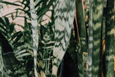 Plantes purificatrices d'intérieur 2026 : guide complet
