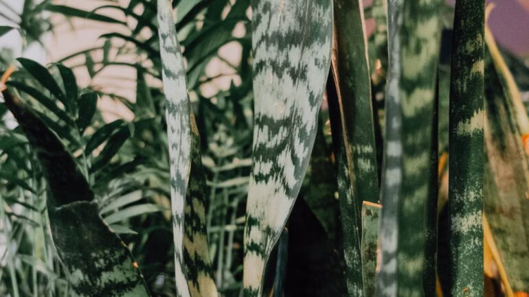 Plantes purificatrices d'intérieur 2026 : guide complet