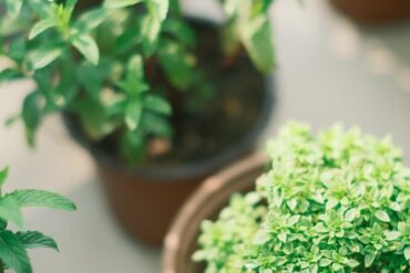 Jardin d'herbes aromatiques sur balcon : le guide 2026
