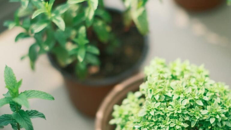Jardin d'herbes aromatiques sur balcon : le guide 2026